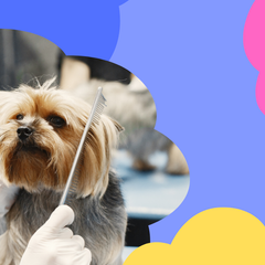 Collection image for: Pet and Grooming Supplies