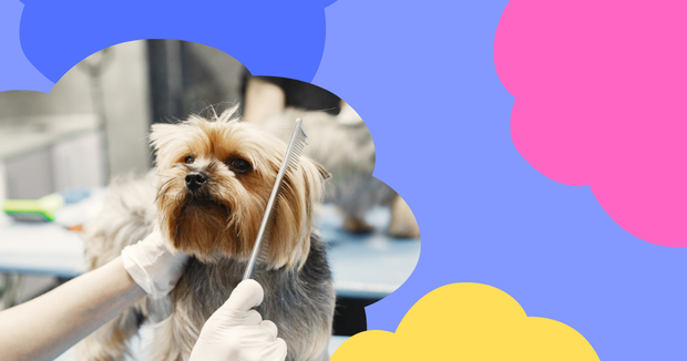 Banner image for: <h1> Pet Grooming & Supplies</h1>