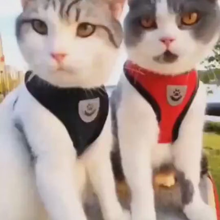 Adjustable_Pet_Car_Seat_Belt_amp_Safety_Leash_Video
